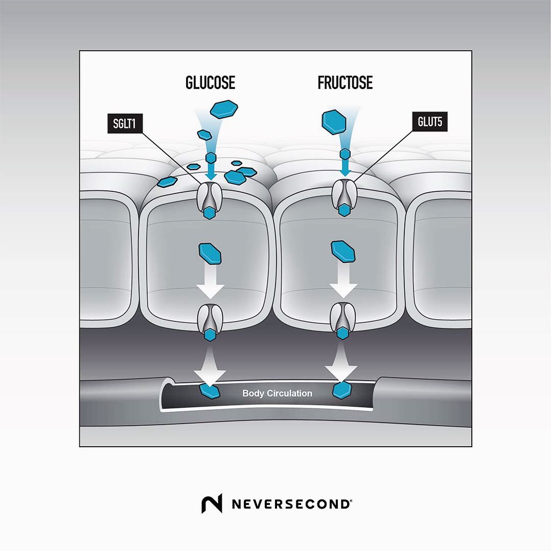 Pourquoi un apport glucidique en glucose/fructose 2:1  ? - Neversecond