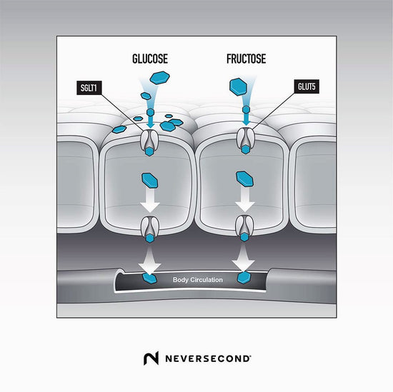 Pourquoi un apport glucidique en glucose/fructose 2:1  ? - Neversecond